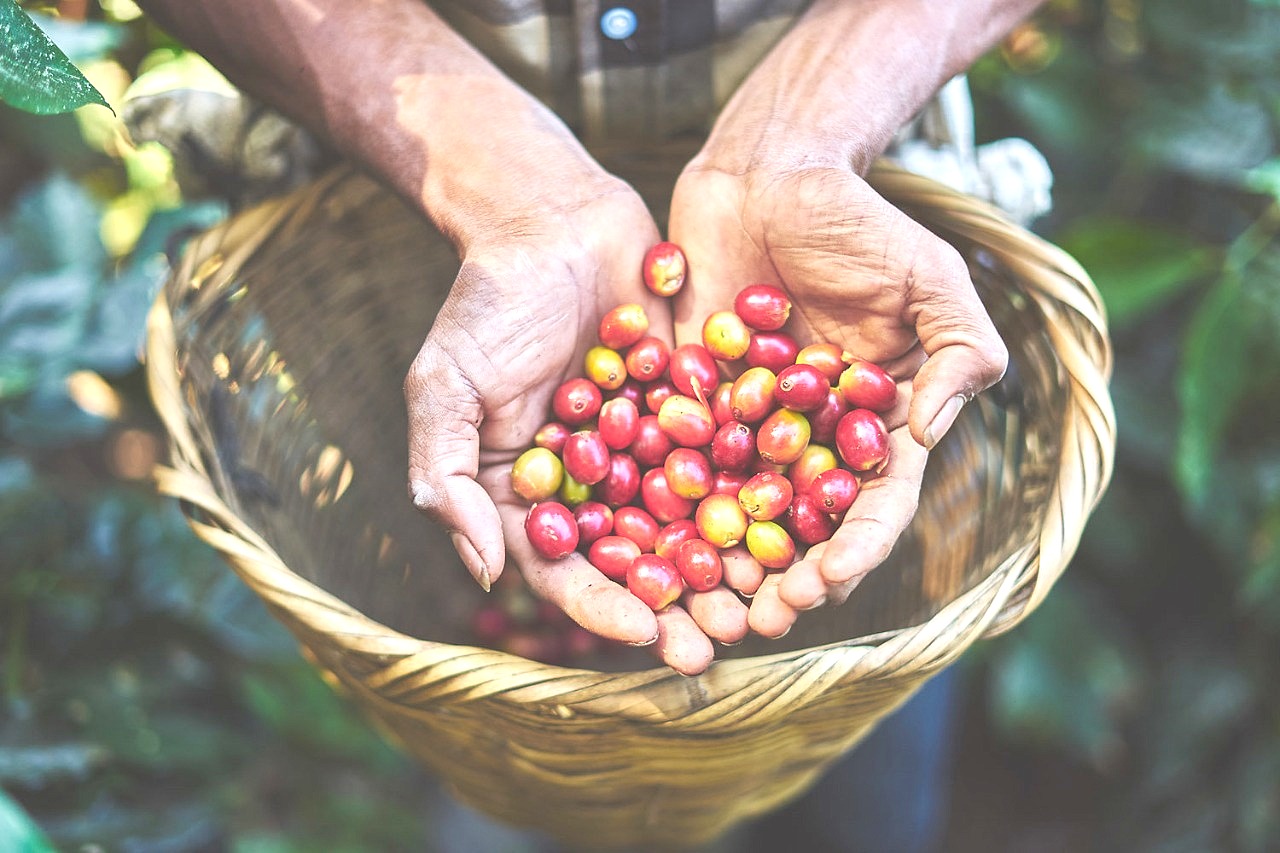 Manos de productor sosteniendo cerezas de café recién recolectadas